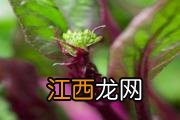 红菜苔发苦可以吃吗 红菜苔吃了有什么功效