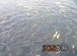 水深2米一亩可养多少鱼-养鱼一亩能有多少利润