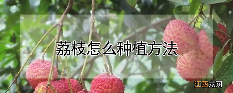 荔枝怎么种植方法