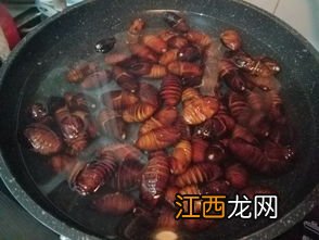 炒蚕蛹煮多久能熟