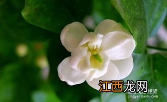 茉莉花的养殖方法和注意事项有哪些-茉莉花怎么样比较好