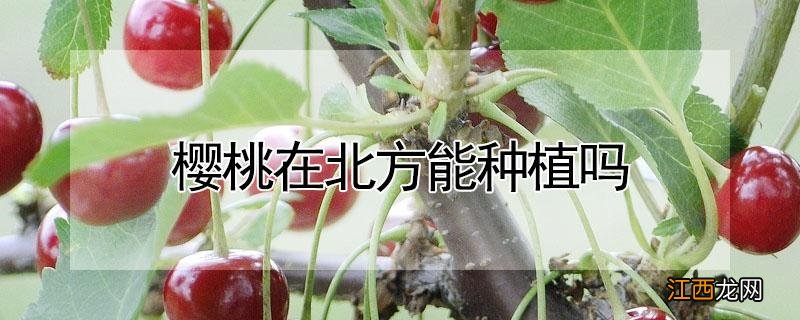 樱桃在北方能种植吗