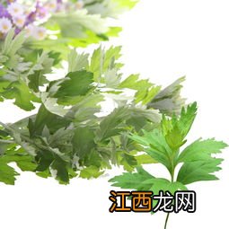 艾草可以用来洗眼睛吗-艾草洗眼睛对眼睛有害吗