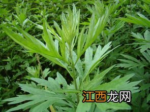 艾草可以用来洗眼睛吗-艾草洗眼睛对眼睛有害吗