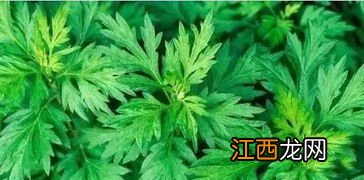 艾草泡脚后还要清水洗吗-艾草泡了脚需要在洗一次吗