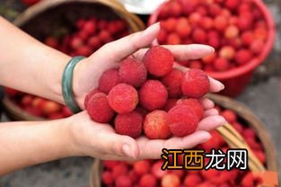 杨梅泡酒用几成熟的杨梅-泡酒用的杨梅需要全熟的吗