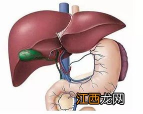 肝代谢不好吃什么调理-肝代谢不好怎么改善