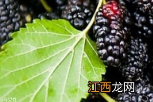 怎么判断桑葚坏了-桑葚坏了是什么样子的