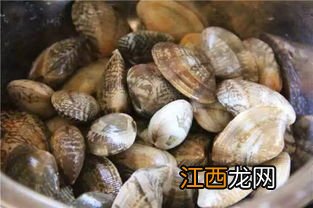 花蛤放自来水里能活12小时吗-花蛤放自来水能活多久