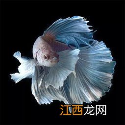 为什么家里不能养斗鱼 大家要注意了