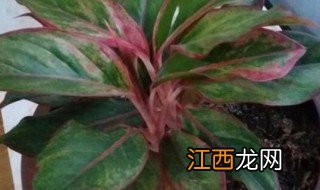 万年红的养殖方法 怎么养殖万年红