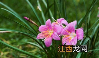 叶兰养殖方法 叶兰怎么养殖