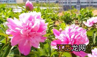 芍药的养殖方法 芍药怎么养殖