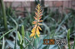 芦荟开花要发财了吗 花朵长什么样子呢