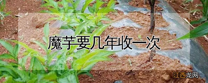 魔芋要几年收一次