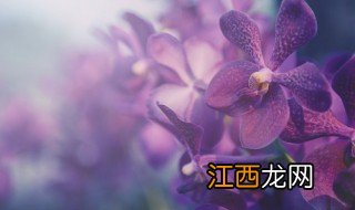 办公室放什么绿植 办公室一般放什么植物