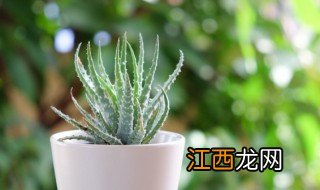 属猴办公室放什么植物 属猴办公室养什么花