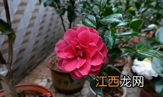 茶梅养殖方法 茶梅养殖方法是什么