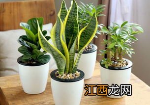 一进门放什么植物好 进门就摆这三种植物