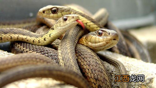 梦见许多蛇是什么征兆 这预示坏事要发生吗