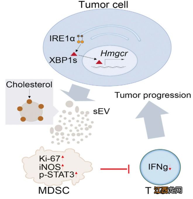 胆固醇并非“一无是处”？科学家发现肿瘤细胞能直接上调胆固醇的表达，揭示细胞外囊泡的更多作用