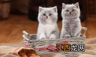 猫咪文案 关于猫咪的文案