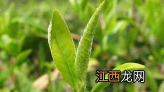 茶叶的前景怎么样