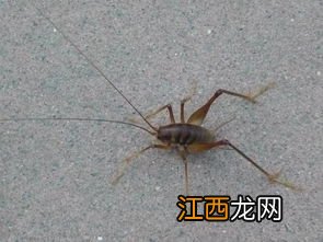 茶叶里面有虫子怎么解释