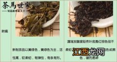 普洱生茶和熟茶的怎么分辨古树