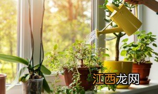 适合家里开花的花卉，适合家里开花的花卉图片