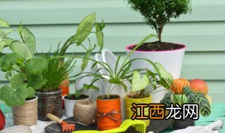 家里好种容易开花的 家里适合开花多的品种