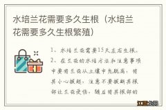 水培兰花需要多久生根繁殖 水培兰花需要多久生根