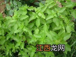 荆芥菜还能做什么菜