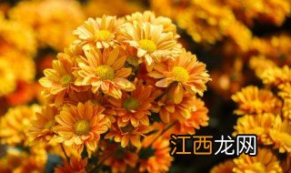 适合家里养殖开花的花卉 适合家庭养殖的开花的花