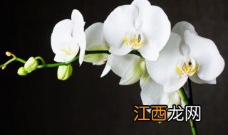 换盆兰花多久生根杀菌 换盆兰花多久生根杀菌剂