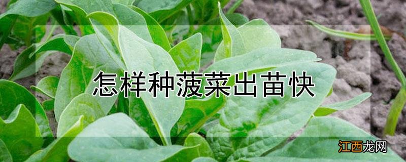 怎样种菠菜出苗快