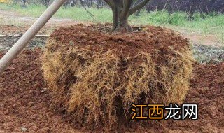 移栽苗多久生根 植物移栽多久生新根