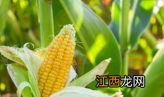 春玉米适合种植时间是几月 春玉米种植时间和方法