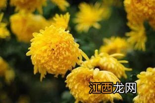 菊花怎么制成茶叶