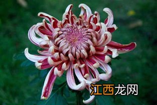 菊花怎么制成茶叶