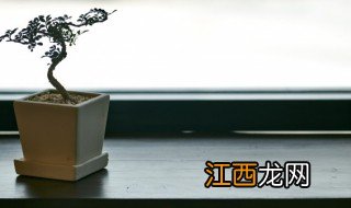 家里养开花的好不好 家里适合养什么会开花