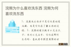 浣熊为什么喜欢洗东西 浣熊为何喜欢洗东西