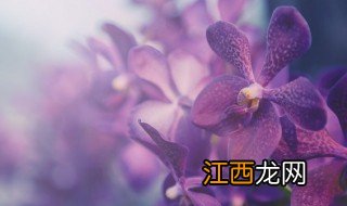 哪个季节适合种植兰花 哪个季节适合种植兰花草