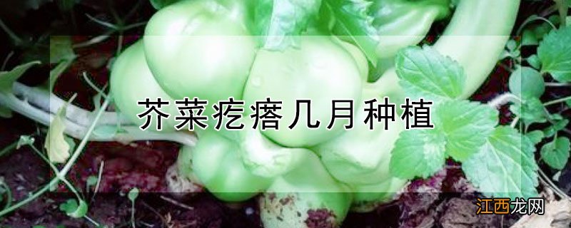 芥菜疙瘩几月种植