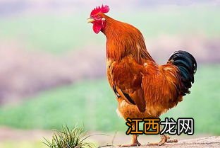 公鸡有什么做法