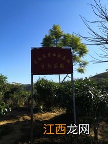 大渡岗茶叶怎么样