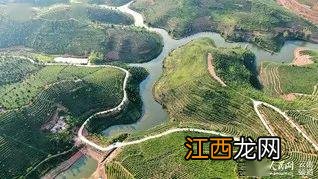 大渡岗茶叶怎么样