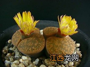 生石花是生物吗?为什么? 生石花是不是生物