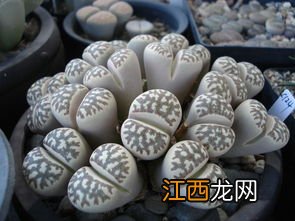 生石花是生物吗?为什么? 生石花是不是生物