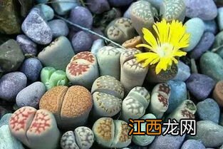 生石花是生物吗?为什么? 生石花是不是生物